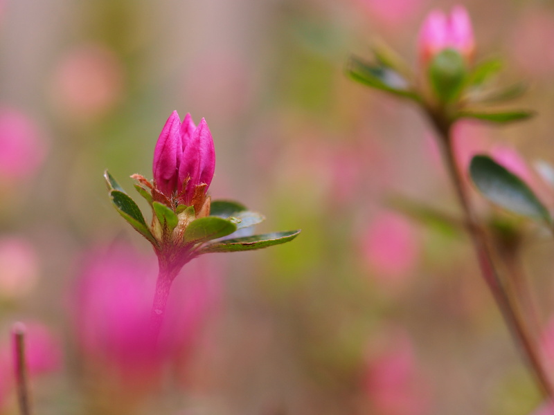 shrub, dof, garden, frühling, nature, plant, tilt shift photography, tilt, photography, spring, strauch, pink, pink Color, flower bud, pink blossom, bokeh