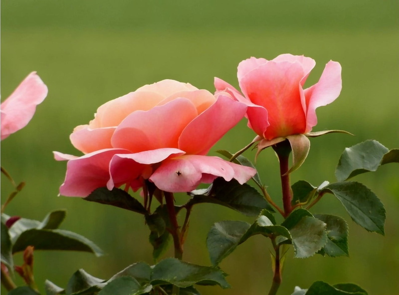 flower Head, Rosen, leaf, Rose, pink, flowers, plant, petal, 720P, Blume, tilt, beauty In Nature, nature, shift, red, tilt shift, Flower, Natur, pink Color