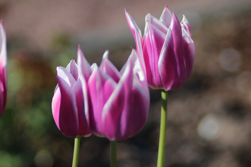 photography, flower, Trädgårdsföreningen, vår, shift, landskap, beauty In Nature, season, leaf, garden, tulips, water  colors, park, tulip, tilt-shift photography