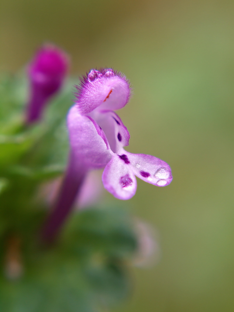 close-up, bokeh, droplets, Double, petal, springtime, beauty In Nature, flower Head, wildflower, bend, nature, maco, lensbaby, Blossoms, composer, plant