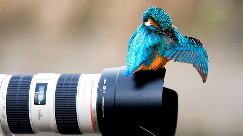 photo, wait, must, 1080P, animals, lovely, bird, prepare, camera, moment, kingfisher
