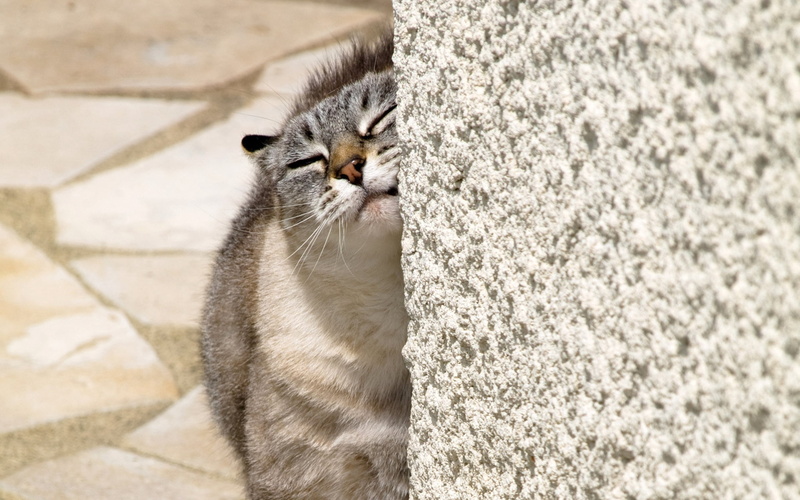 one animal, feline, day, vertebrate, focus on foreground, pets, close-up, brown, mammal, domestic animals, fluffy, domestic cat, at, caress, nature, whisker