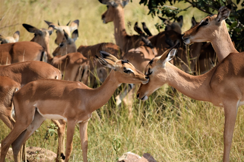 plant, field, grass, group of animals, caress, herbivorous, animal, animals in the wild, no people, daughter, naturaleza, standing, mammal, lindo, impala