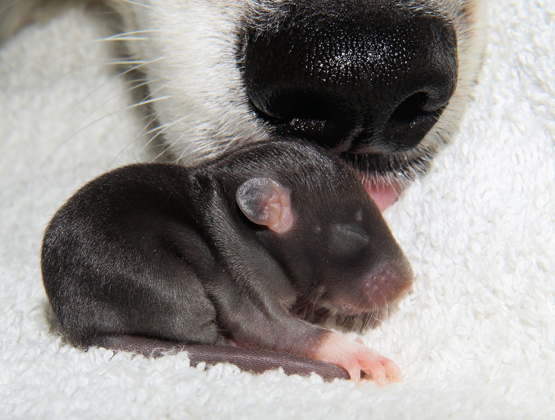 dog, sweet, close-up, relaxation, mice, animal, needy, dog snout, paw, no people, animal head, caress, domestic animals, black color, baby, canine, one animal