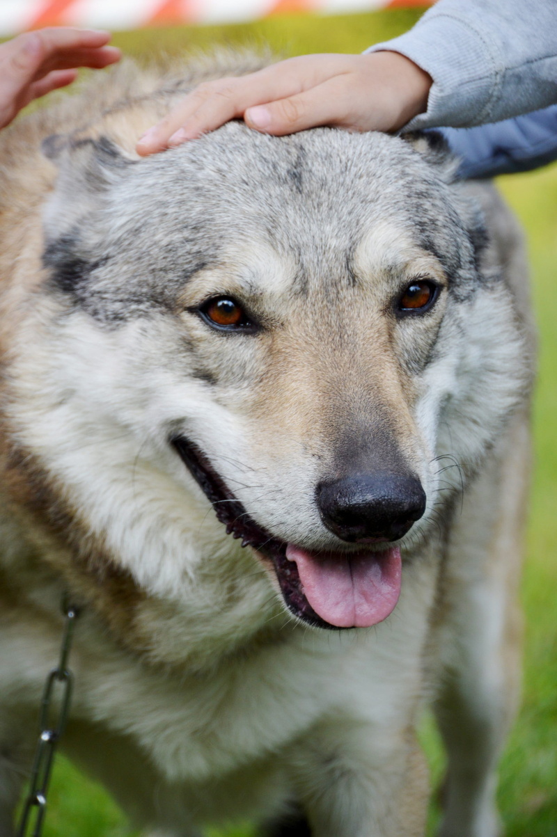 pets, tamed, caress, domestic animals, wolf-dog, fur, finger, white, mammal, day, animal, dressage, companion, body part, 2K, canine, human body part