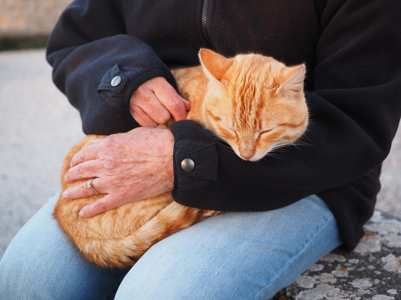 caress, domestic Cat, red mackerel tabby, pet owner, mammal, outdoors, tabby, real people, red, pets, happy, animal, carrying, ginger cat, care, people