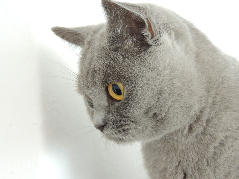 domestic animals, Fur, animal, Eyes, close-up, Gentle, vertebrate, animal body part, yellow eyes, no people, whisker, feline, one animal, Gray, Cat, domestic cat
