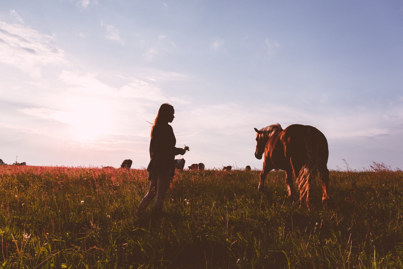 domestic animals, closeness, mammal, dog, outdoors, pets, plant, nature, caress, farm, one animal, accord, field, background, active, land, leisure activity