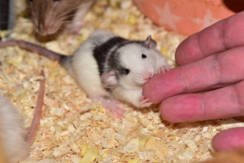 rodent, human body part, body part, one person, hand, baby rats, domestic, cute, finger, one animal, vertebrate, caress, pets, animal, small, rat, human hand