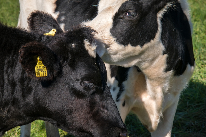 cattle, no people, eat, herbivorous, mammal, love, nudge, friend, vertebrate, meadow, domestic animals, graze, smooch, dog, animal themes, pasture, field