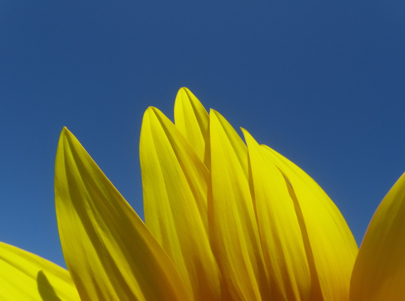 plant, flowering plant, freshness, inflorescence, Sunflower, close-up, ascolipiceno, sanbenedettodeltronto, plant part, bluesky, leaf, Italy, caress, blue background