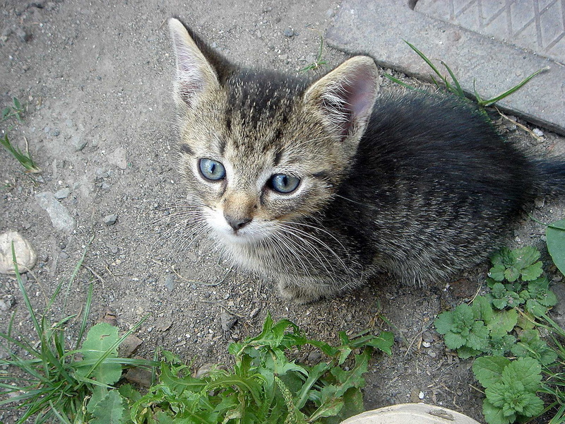 whisker, day, Kitten, close-up, feline, animal themes, Pet, nature, pets, relaxation, Cub, View, portrait, no people, domestic, mammal, Caress, Home, one animal