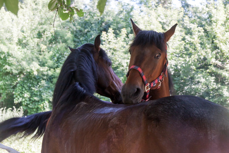 nature, animals, day, two animals, herbivorous, mare, animal wildlife, animal, animal head, horse, focus on foreground, pets, farm, horses, 4K, livestock