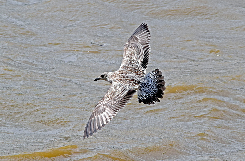 vertebrate, animal, mid-air, legged, juvenile yellow-legged gull, day, animals in the wild, bird, Yellow-Legged Gull, motion, one animal, gull, water, seagull