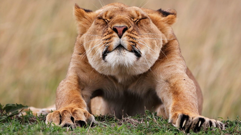 1080P, animals, lion, stretch, hd, brown, lioness