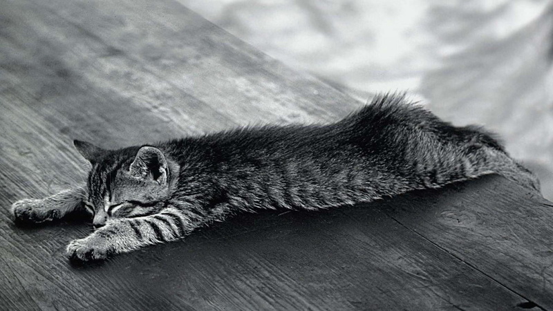 laying, black and white, cute, 1080P, animals, stretched