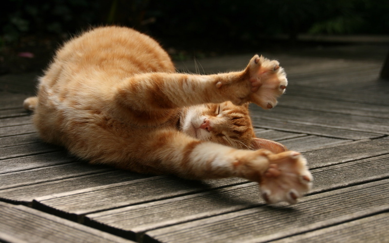wooden surface, stretching, 2K, cat, animals