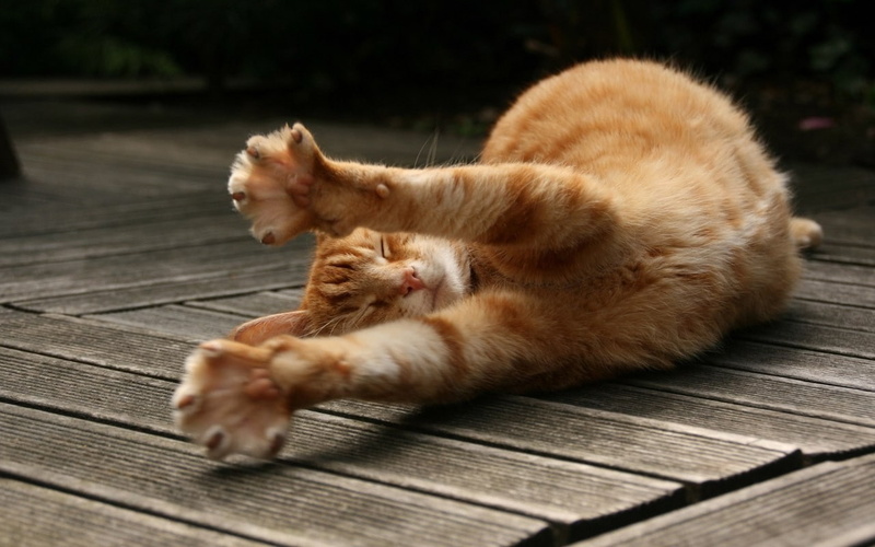 wooden surface, animals, 720P, stretching, cat