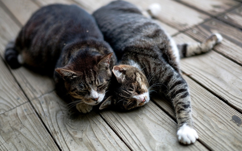 domestic animals, relaxation, resting, stretching, vertebrate, sleeping, wood - material, no people, domestic, lying down, animal, animals, cat, high angle view