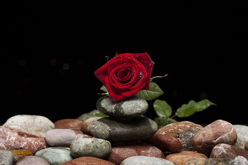red, desire, flowers, no people, nature, ornamental plants, pebble, flower picture, black background, little rose, fresh, beautiful, summer, beauty, petal