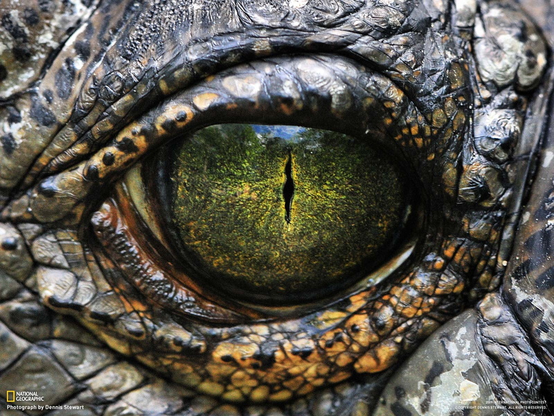 textured, reflection, large, zoo, outdoors, animal Head, Eyes, no people, backgrounds, circle, close-up, animal Teeth, Reptile, green color, day, full frame