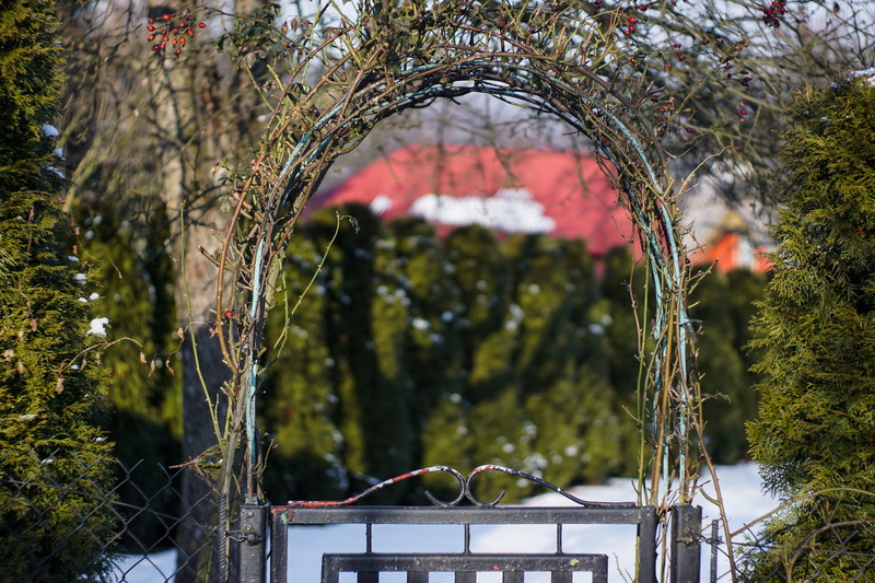 branch, cold temperature, plants, park, Bow, decoration, wild rose, growth, beauty in nature, close-up, entrance, Gateway, outdoors, 4K, nature, snow