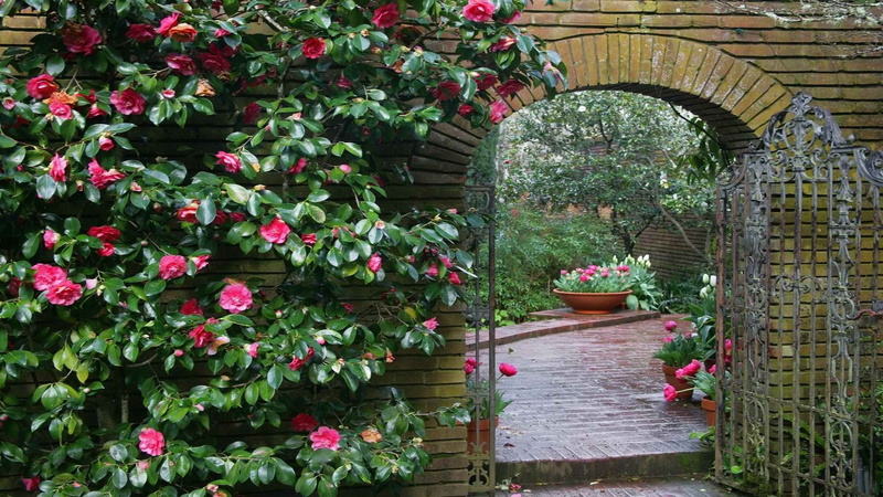 outdoors, plant, pink color, day, arch, green color, flower pot, built structure, flower, beauty in nature, flowering plant, place, front or back yard