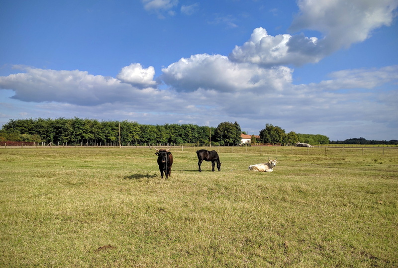 rural Scene, cow, meadow, land, pasture, nature, grass, mammal, sheer, animal, group of animals, green color, field, farm, cloud - sky, livestock, environment