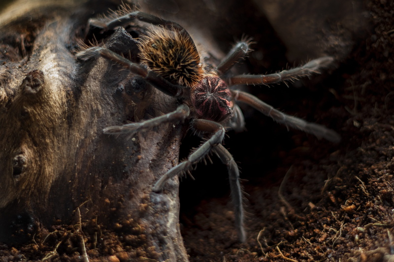 animal, columbian, black, one animal, focus on foreground, no people, lesser, close-up, columbian lesser black, arachnid, mammal, field, juvenile, spider