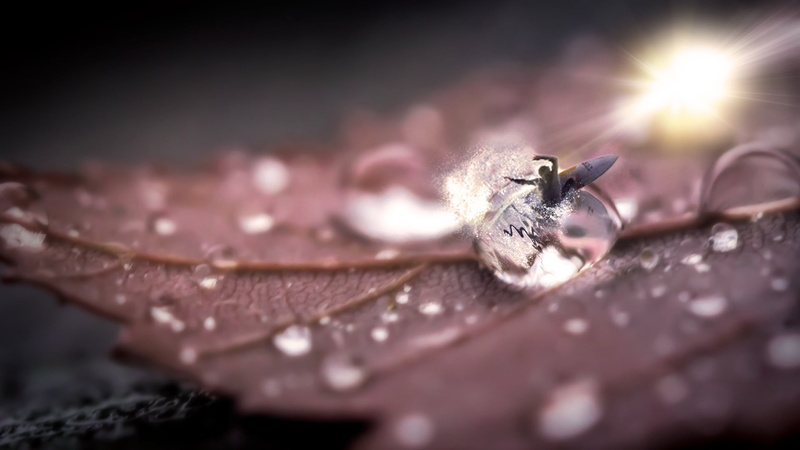 invertebrate, animal wildlife, food, vulnerability, surfboards, illusion, insect, leaf, sunlight, animals in the wild, 1080P, plant part, outdoors, one animal