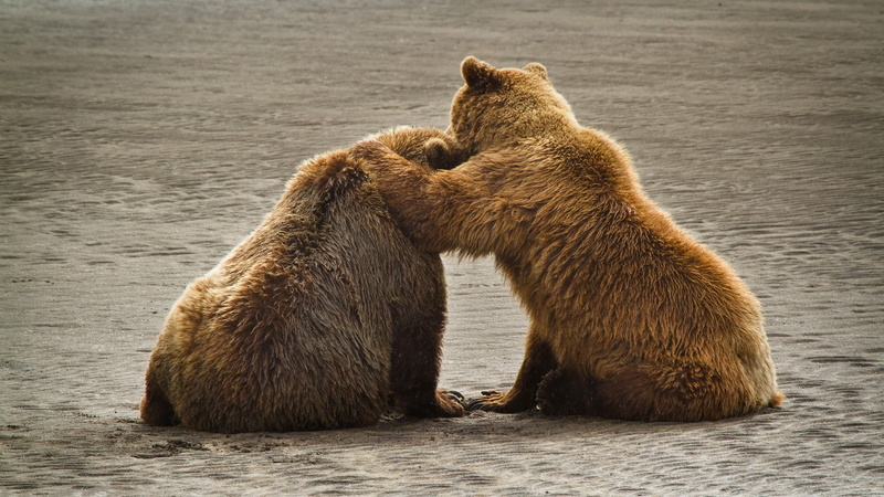 hd, grizzly, 1080P, brown, bear, two, embrace, animals, bears