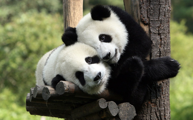 animals, hd, 720P, embrace, panda