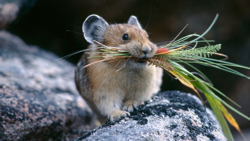 animals, chipmunk, hamster, focus on foreground, no people, day, one animal, rodent, mammal, 1080P, close-up, animal themes, animal wildlife, eating, whisker
