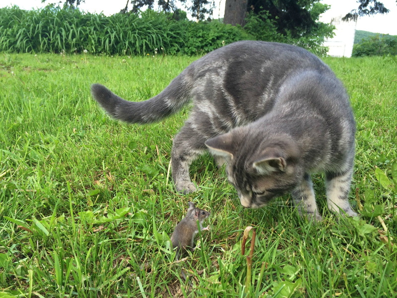 grass, bullseye, pets, animal, no people, nature, feline, land, domestic, one animal, mice, gray, domestic cat, cat, day, growth, domestic animals, vertebrate