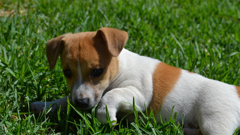nature, vertebrate, mammal, 4K, puppy, domestic animals, dog, terrrier, no people, domestic, animal head, plant, jack russel, one animal, looking, close-up