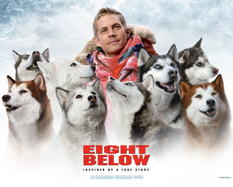 pets, domestic, sky, warm clothing, portrait, 720P, movies, dog, winter, looking at camera, domestic animals, cold temperature, front view, mammal, Paul Walker