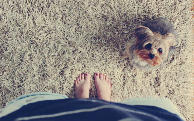 pet owner, one animal, area, domestic, pets, women, body part, human foot, feet, standing, rug, mammal, barefoot, personal perspective, low section, domestic animals