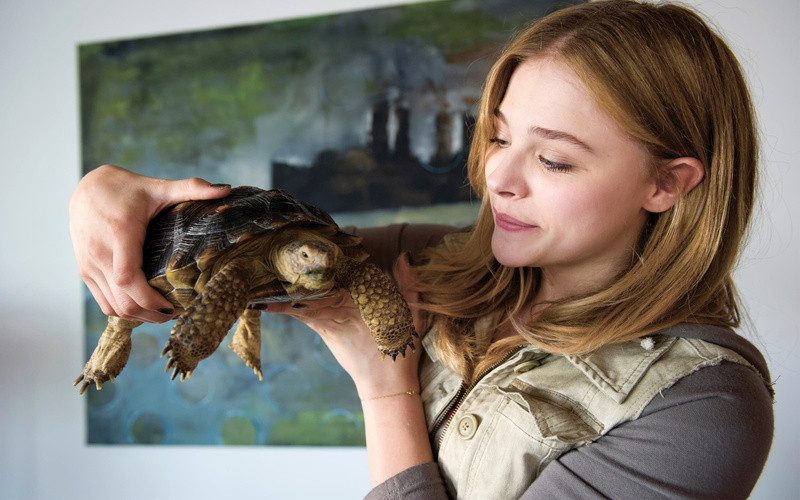 Chloë Grace Moretz, hair, smiling, one animal, one person, portrait, animals, indoors, happiness, turtle, young adult, young women, mammal, headshot, lifestyles
