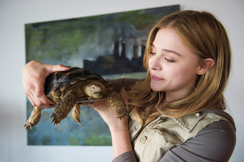real people, happiness, animals, indoors, holding, 1080P, blonde, women, blond hair, portrait, Chloë Grace Moretz, actress, emotion, turtle, hairstyle