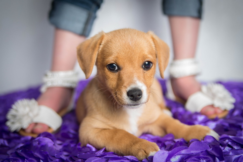 dog, pet owner, 2K, puppy, selective focus, young animal, one animal, cute, canine, pets, mammal, small, chihuahua - dog, close-up, animals, people, indoors