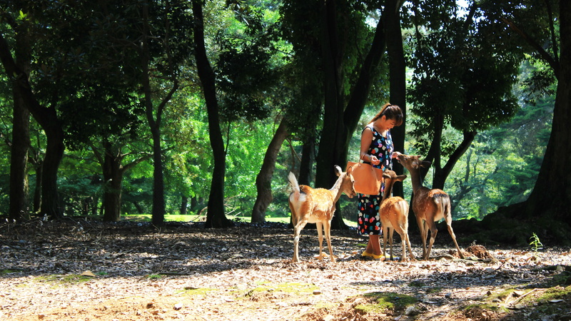 trees, real people, deer, domestic, domestic animals, pet owner, woodland, full length, women, tree trunk, Asian, animal themes, vertebrate, one person
