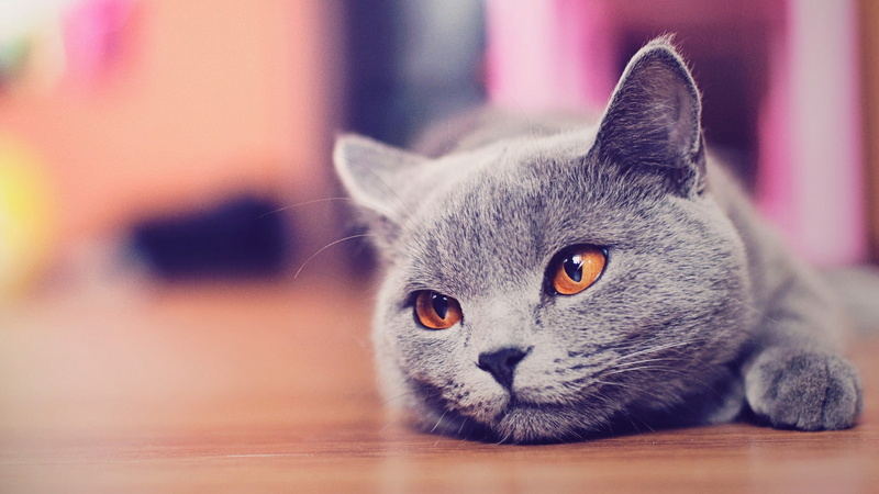 animal head, no people, russian, cat, animal body part, pets, animal hair, relaxation, animal, depth of field, one animal, animal eye, domestic animals