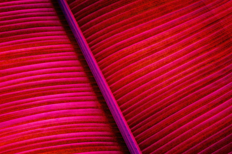 arecaceae, textured, tree, colors, leaf, incense, plant, corrugated, multi colored, office supply, color, arrow, rug, full frame, choice, curtain, texture