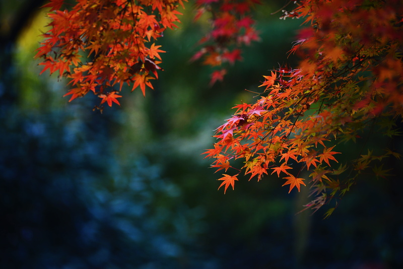 purple, no people, beauty in nature, 5K, maple, maple leaf, focus on foreground, fence, branch, change, autumn collection, orange color, jar, petal, leaf