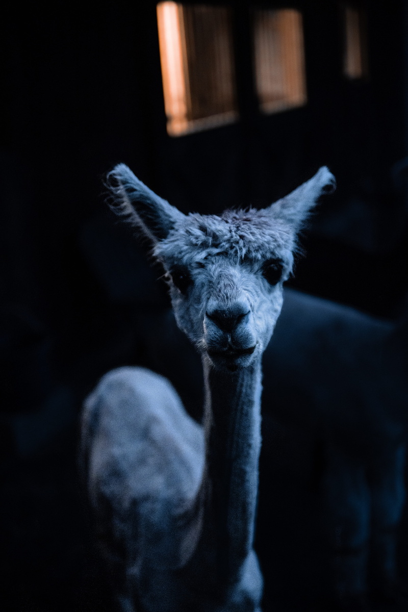 spandex, night, dark, window, animals in the wild, yew, kneeling, animal wildlife, close-up, texture, tree, llama, sea life, mammal, black background, giraffe