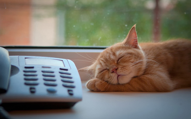 kittens, domestic animals, no people, close-up, feline, animals, ginger cat, domestic cat, sleep, pets, one animal, vertebrate, domestic, whisker, technology