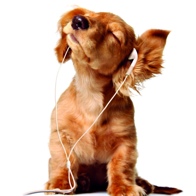 domestic, music, brown, listen, one animal, animal, pet collar, domestic animals, mammal, 720P, animal themes, pets, collar, cut out, close-up, cute, headphone