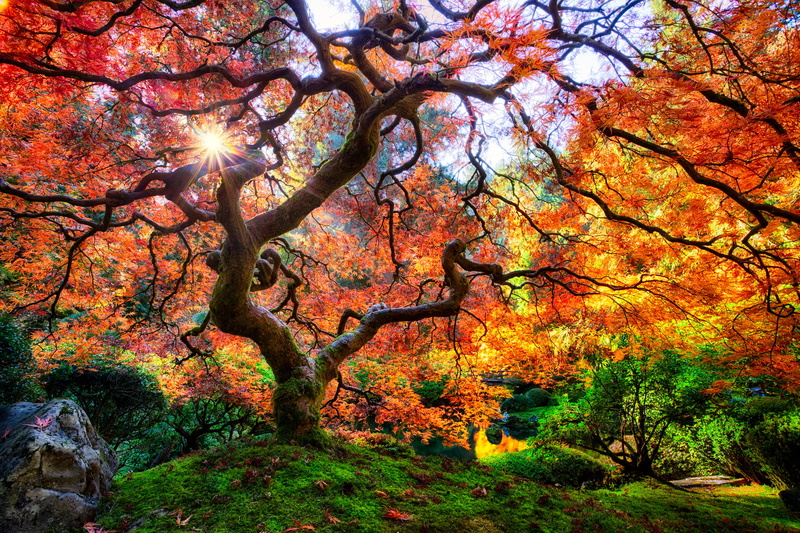 matti, landscape, fall, amazing, Tree, colorful, outdoors, season, multi Colored, leaf, oregon, curvy, colors, nature, portland  japanese  garden, wide  angle