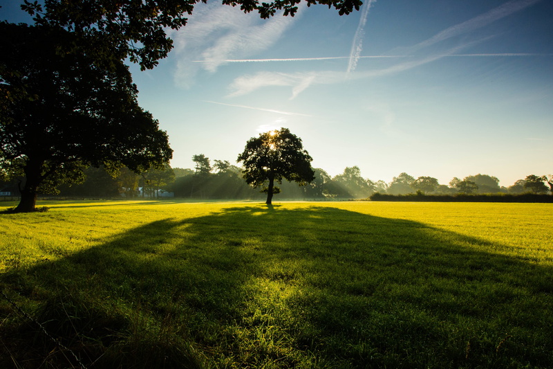 lawn, grass, clouds, tree, field, park, trees, sky, green, 4K