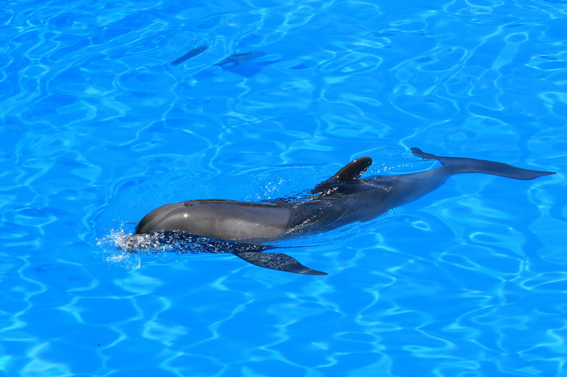animal themes, animal, swimming pool, animals in the wild, wildlife, fins, nature, tenerife, water, mammal, preview, one animal, no people, dolphinarium